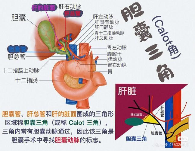 胆囊结石论文借鉴资源，胆囊结石毕业论文-第4张图片-优浩百科