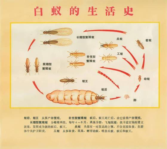 资源昆虫白蚁论文，白蚁防治论文-第5张图片-优浩百科