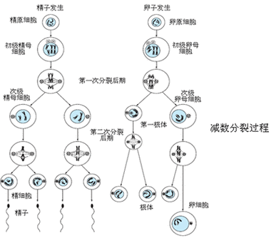 动物遗传资源论文，动物遗传资源的定义-第2张图片-优浩百科